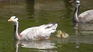 Barheaded Geese with goslings [upl. by Luas]