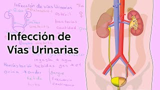 Infección de Vías Urinarias  Salud  Educatina [upl. by Ttenaej]