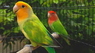 RosyFaced Lovebird Chirping Sounds  OrangeFaced Green Pied amp RedHeaded Green Opaline [upl. by Lanor641]