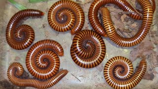 Millipedes Hunting And Catching Video Compilation 2024 [upl. by Par]