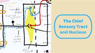 Chief Sensory Tract amp Nucleus [upl. by Otilopih450]