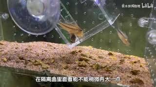 【新鱼开箱第225期】四种来自苏里南的可爱鼠鱼：葛瑞菲鼠amp二线狐狸鼠amp苏里南狐狸鼠amp西伯利温妮鼠 过水入缸 [upl. by Ches835]