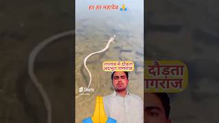 पानी में दौड़ता व्हाईट किंग कोबरा। जयभोलेनाथ 🙏🙏🙏🙏shorts [upl. by Eada151]