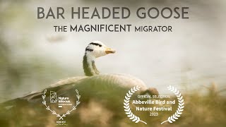 Bar Headed Goose  The Magnificent Migrator A short documentary film Full HD English Subtitle [upl. by Lowenstein]