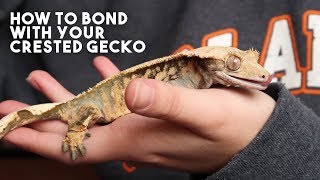 5 TIPS THAT WILL MAKE YOUR CRESTED GECKO LOVE YOU [upl. by Laks]