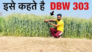 DBW 303 wheat variety review  ऐसी गेहू होती है क्य [upl. by Fai]