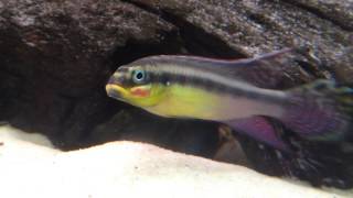 Pelvicachromis Taeniatus Moliwe [upl. by Oakes]