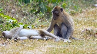 Crabeating or Longtailed Macaques Macaca fascicularis  Javaneraffen oder Langschwanzmakaken 3 [upl. by Arrio49]