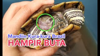 Mengobati Mata Kura kura yang bengkak  Kurakura Brazil hampir buta  Read Eared Slider RES [upl. by Oicnedif]