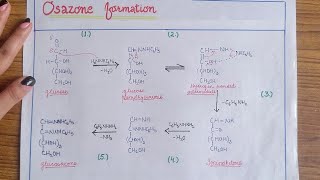 Osazone formation mechanism BSc 3rd year [upl. by Riatsala]