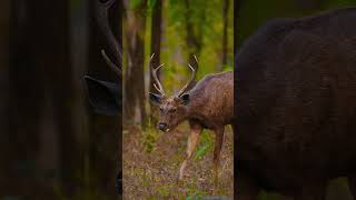 Wildlife Safari in Pench National Park  Pench Tiger Reserve  Madhya Pradesh [upl. by Yevi956]