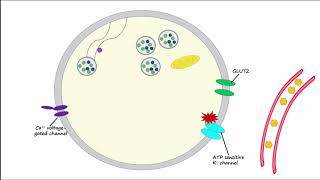 Regulation of Insulin Release and Insulin Action [upl. by Hairam]