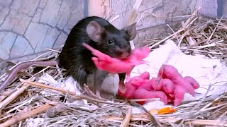 Mice drag the baby mice to a secluded place Mice sounds Mouse squeaking [upl. by Notnroht]