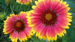 How to Sow Seeds of Gaillardia  गेलारडिया को बीज से कैसे उगाये [upl. by Berget]