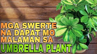 MGA SWERTENG SIMBOLO SA PERA NG UMBRELLA PLANT  Lucky symbols of UMBRELLA LUCKY PLANT 2024 [upl. by Taite]