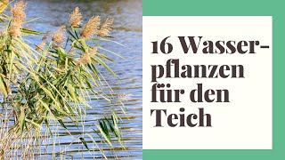 16 Wasserpflanzen für den Teich im eigenen Außenbereich [upl. by Latsyc]