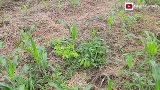 Zero tillage in Maize farming [upl. by Seidel]