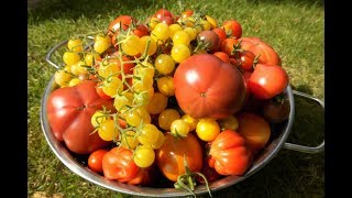 🍅 Tomaten selber anbauen 🍅 Vom Keimling bis zur Köstlichkeit Die eigenen Tomaten [upl. by Anitak]