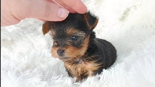 Reserved 5 Week Old Teacup Yorkie Girl February 17 2024 [upl. by Sgninnej]