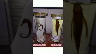 phylum  chordata with example  short video  short video [upl. by Airamzul]