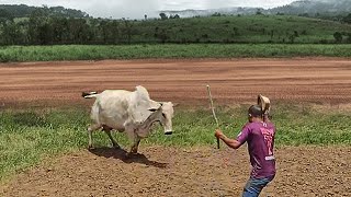 QUANDO A VACA TE ATROPELA É ISSO QUE ACONTECE [upl. by Eilrac]