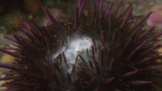 Sea Urchins Spawning [upl. by Arihat]