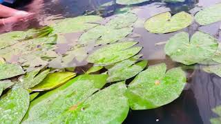 Aareyum bhava gayakanakkum [upl. by Cadal]