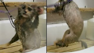 Cat Goes Crazy During Bath [upl. by Weathers]