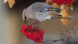 Drunk birds sober up in Environment Yukon holding tank [upl. by Eltsyek]