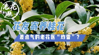 【寄养桂花】花友寄养桂花，差点气的老花医“炸雷”？总结一下花友犯的错误吧 Rescue Osmanthus fragrans [upl. by Etnuahc]