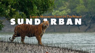 MYSTERIOUS SUNDARBAN  Complete Tour Guide  Largest Mangrove Forest In The World  West Bengal [upl. by Hesky672]