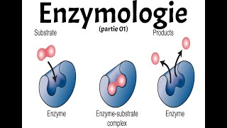 ENZYMOLOGIE PART 1 [upl. by Eerolam569]