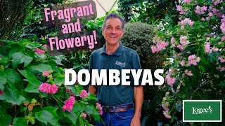 Dombeyas Fragrant Flowery and Easy to Grow [upl. by Tatum346]