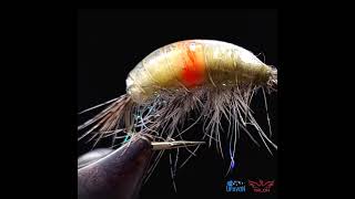 Heavy weight infected Gammarus fly pattern  Show case fly tying short flytying flyfishing [upl. by Altheta]