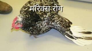 Poultry Diseases in Marathi कोम्बड़ी ला होणारे रोग आणि उपचार [upl. by Tristram357]