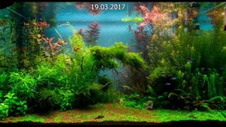 My aquarium evolution [upl. by Ahsimal]