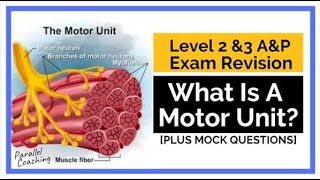 What is a Motor Unit [upl. by Erek]