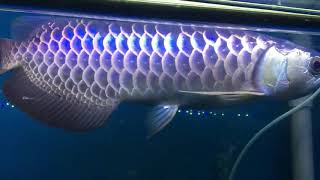 Blue base arowana Available [upl. by Neimad]