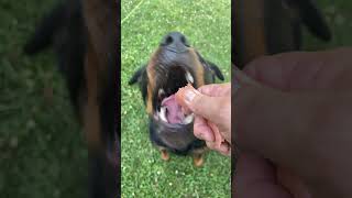 Rottweiler training [upl. by Eetnuahs]