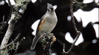 Tufted Titmouse call [upl. by Supat]