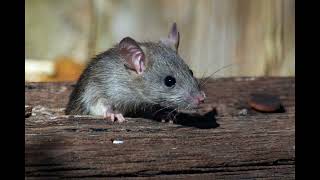 Mouse Squeaking Sound  Copyright Free Animal Sounds [upl. by Mccallion578]