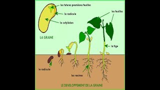 Croissance et développement des plantes  partie 1 [upl. by Enidlarej352]