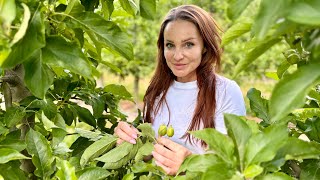 Aktualna sytuacja w sadzie Nawożenie owoców wapniem oraz niedobory cynku i boru [upl. by Neelram]