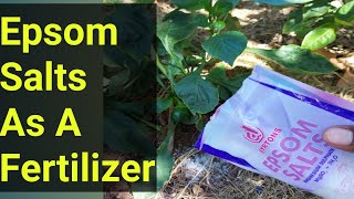 How To Use Epsom Salts As A Fertilizer Safe and Easy [upl. by Jamnes]