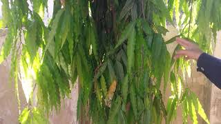 How to Grow Ashoka Tree Fast  Polyalthia Longifolia  ulta show plant by abbas gardening [upl. by Alleber221]