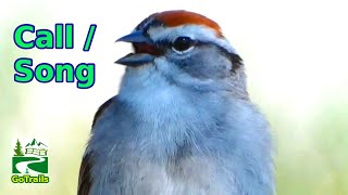 Chipping sparrow bird call  singing  sounds [upl. by Dmitri]