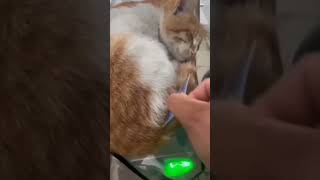 Security🤣 trending cat viralvideo funny video travel animals viralshort viralshorts vlog [upl. by Eelrihs]