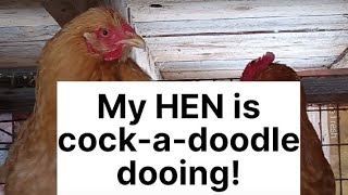 Why My HEN Acts Like A Rooster homesteading maine [upl. by Namrak]