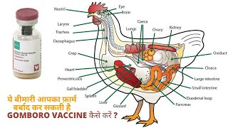 Gumboro Vaccine in poultry  बहुत जरूरी है ग़मबोरो की वैक्सीन  poultry vaccination vaccine poultry [upl. by Amadeo]