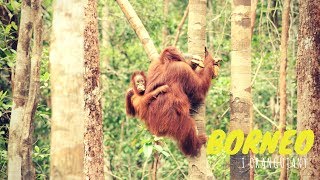 Borneo i Orangutany [upl. by Olegnad822]